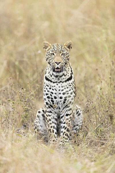 Leopard (Panthera pardus), Khwai, Botswana, Africa