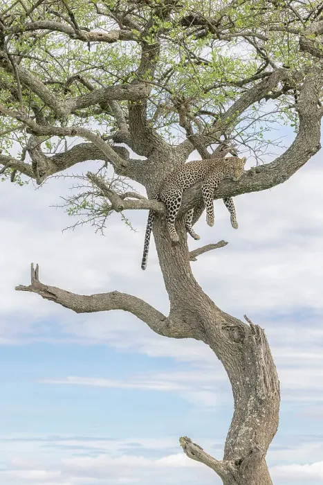 Framed Print : Leopard (panthera pardus) resting on a tree in the Maasaimara, Kenya Framed Print : Leopard (panthera pardus) resting on a tree in the Maasaimara, Kenya