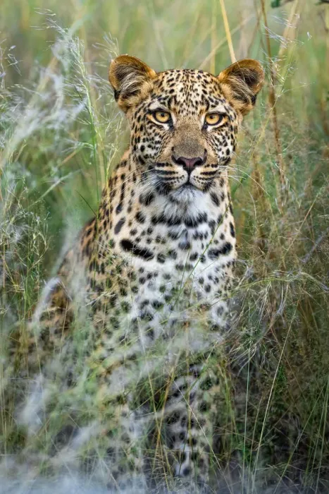 Framed Print : Leopard Portrait, Kalahari Desert, Botswana Framed Print : Leopard Portrait, Kalahari Desert, Botswana