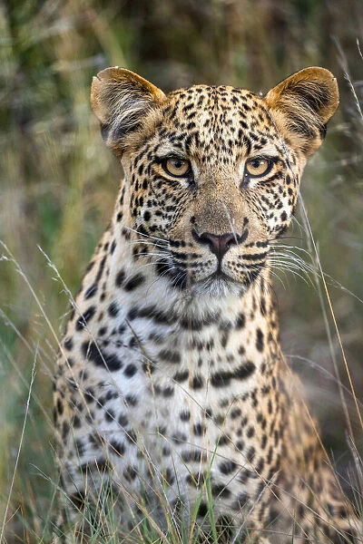 Leopard Portrait, Kalahari Desert, Botswana