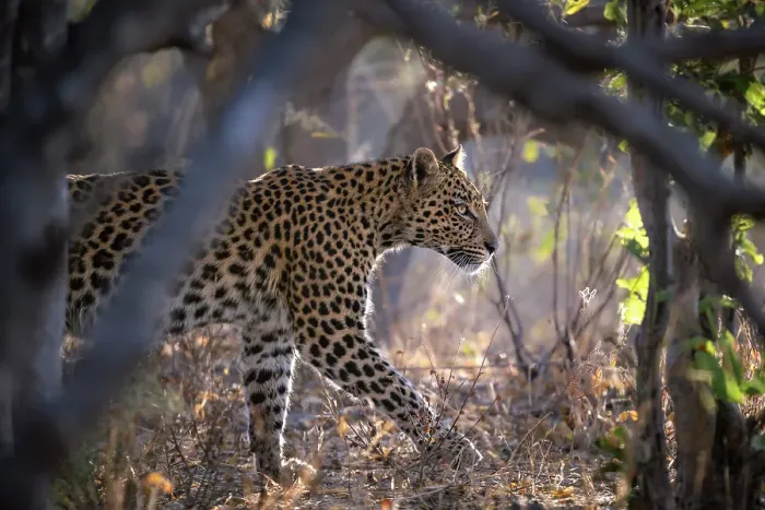 Framed Print : Leopard on the prowl, Okavango Delta, Botswana Framed Print : Leopard on the prowl, Okavango Delta, Botswana