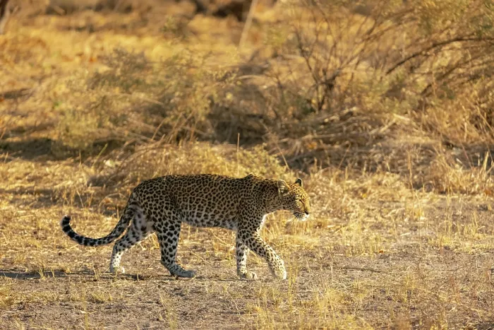 Framed Print : Leopard prowling, Moremi Game Reserve, Okavango Delta, Botswana Framed Print : Leopard prowling, Moremi Game Reserve, Okavango Delta, Botswana