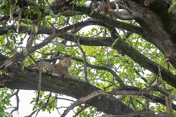Leopard resting in a tree, Okavango Delta, Botswana