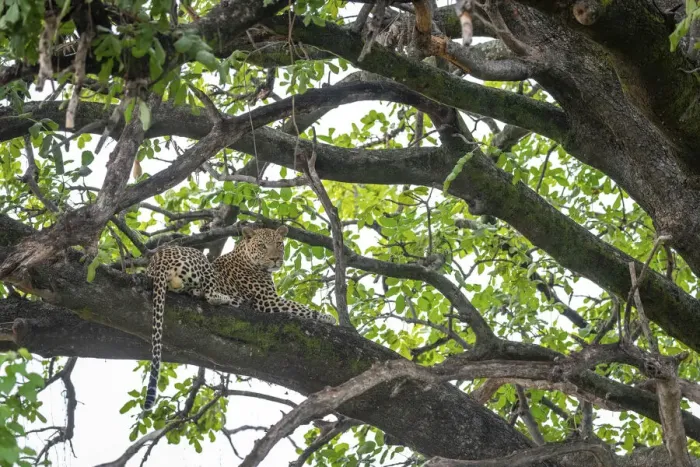Framed Print : Leopard resting in a tree, Okavango Delta, Botswana Framed Print : Leopard resting in a tree, Okavango Delta, Botswana