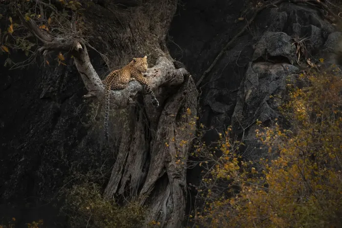 Framed Print : Leopard resting on a tree in the Serengeti National Park, Tanzania