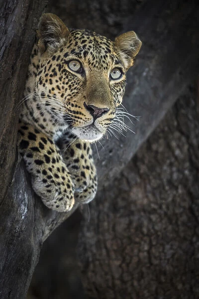 Leopard resting in tree, South Luangwa National Park, Zambia