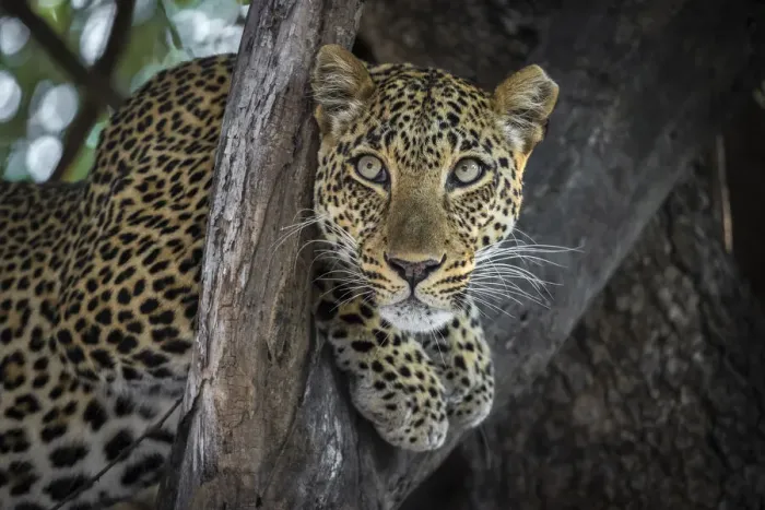 Framed Print : Leopard resting in tree, South Luangwa National Park, Zambia
