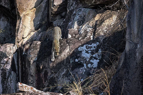 Leopard on the rocks, Savuti, Botswana