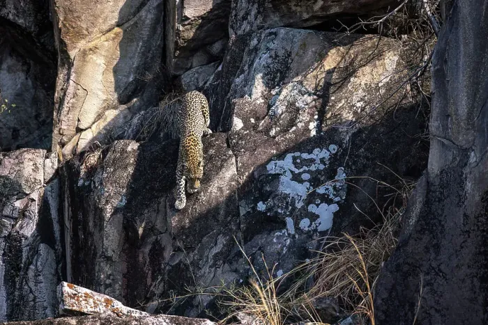 Framed Print : Leopard on the rocks, Savuti, Botswana Framed Print : Leopard on the rocks, Savuti, Botswana