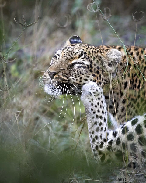 Leopard scratching, Khwai River, Okavango Delta, Botswana