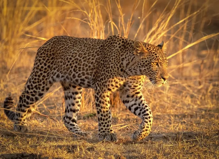 Framed Print : Leopard, South Luangwa National Park, Zambia Framed Print : Leopard, South Luangwa National Park, Zambia