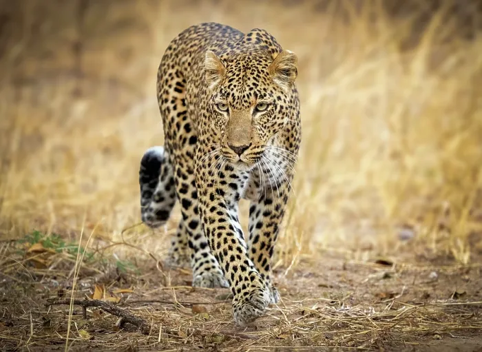 Framed Print : Leopard, South Luangwa National Park, Zambia Framed Print : Leopard, South Luangwa National Park, Zambia