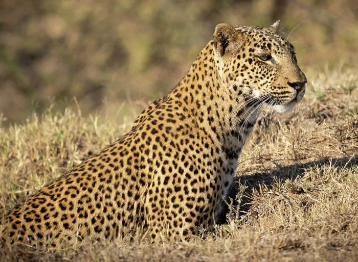 Framed Print : Leopard stalking prey, South Luangwa National Park, Zambia Framed Print : Leopard stalking prey, South Luangwa National Park, Zambia