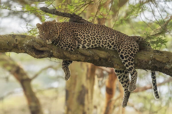 Leopard on a tree in Lake Nakuru National Park, Kenya