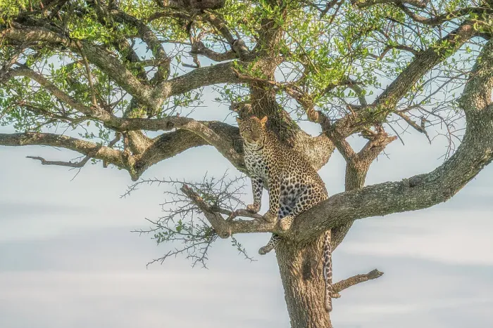 Framed Print : leopard on a tree in the Maasaimara, Kenya Framed Print : leopard on a tree in the Maasaimara, Kenya