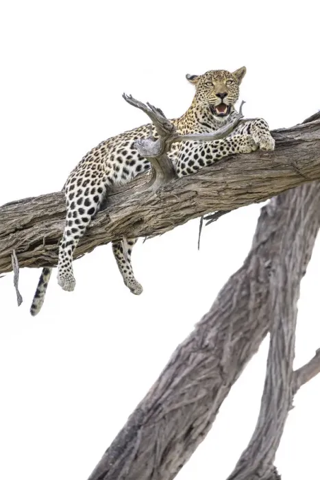 Framed Print : Leopard in tree, Moremi Game Reserve, Okavango Delta, Botswana Framed Print : Leopard in tree, Moremi Game Reserve, Okavango Delta, Botswana