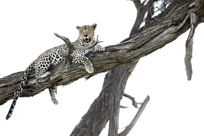 Framed Print : Leopard in tree, Moremi Game Reserve, Okavango Delta, Botswana Framed Print : Leopard in tree, Moremi Game Reserve, Okavango Delta, Botswana