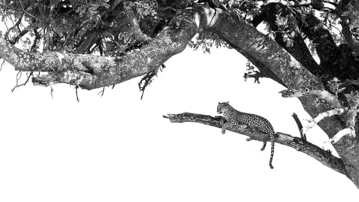 Framed Print : Leopard in tree, Okavango Delta, Botswana Framed Print : Leopard in tree, Okavango Delta, Botswana