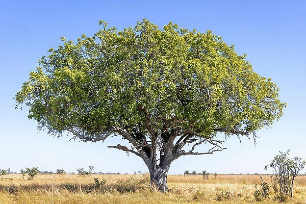 Leopard in tree, Okavango Delta, Botswana