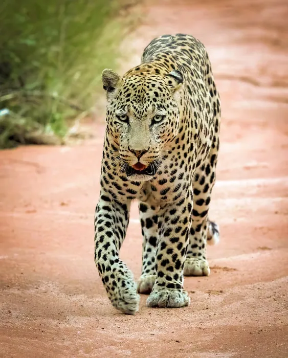 Framed Print : Leopard walking along dried up river bed, Okonjima Nature Reserve, Namibia Framed Print : Leopard walking along dried up river bed, Okonjima Nature Reserve, Namibia