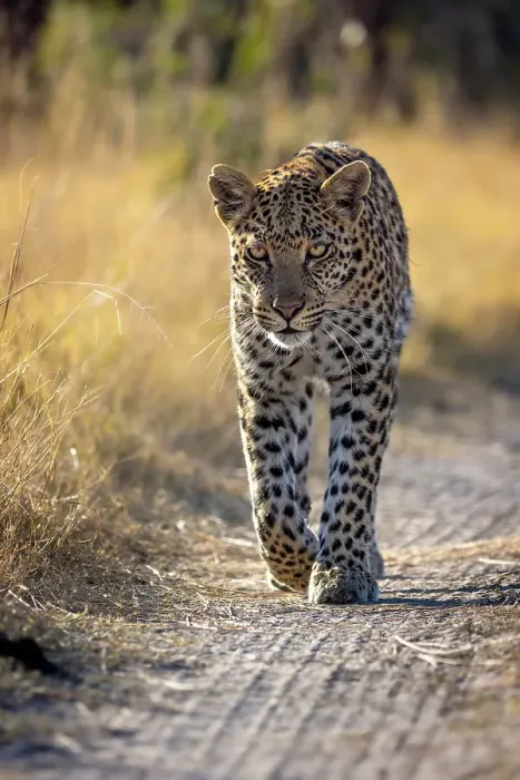 Framed Print : Leopard walking down a road, Okavango Delta, Botswana Framed Print : Leopard walking down a road, Okavango Delta, Botswana