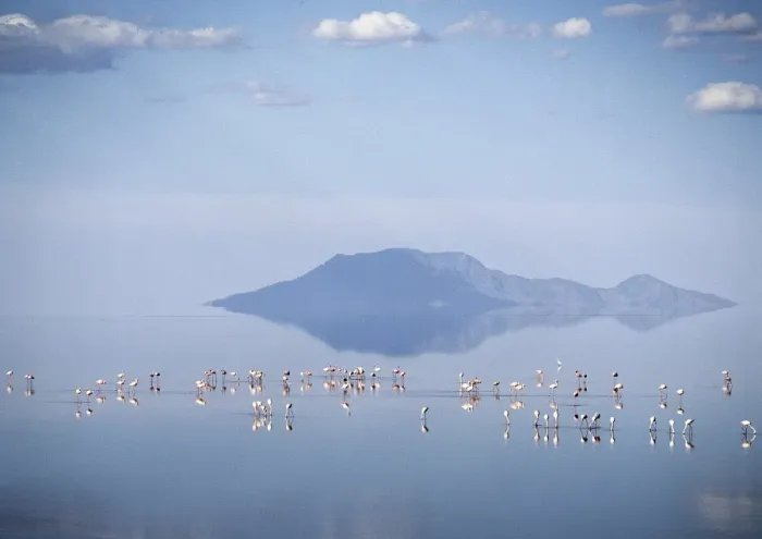 Framed Print : Lesser flamingos feed on Lake Natron Framed Print : Lesser flamingos feed on Lake Natron