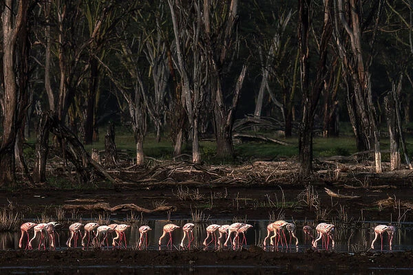 lesser flamingos in lake nakuru, kenya