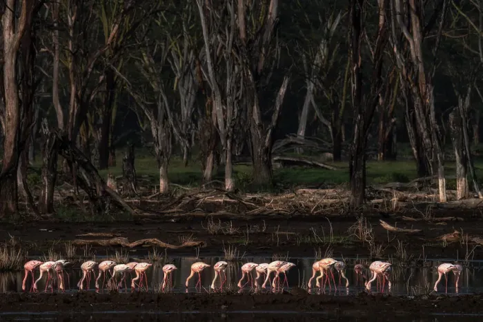 Framed Print : lesser flamingos in lake nakuru, kenya Framed Print : lesser flamingos in lake nakuru, kenya