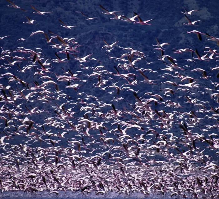 Framed Print : Lesser flamingos (Phoeiniconaias minor) in flight over Lake Nakuru