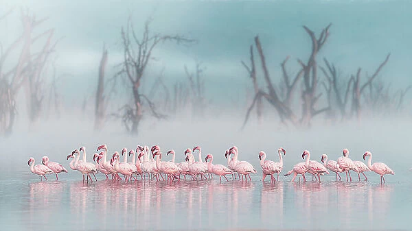 lesser flamingos (Phoeniconaias minor) in Lake Nakuru National Park, Kenya