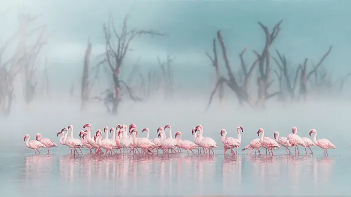 Framed Print : lesser flamingos (Phoeniconaias minor) in Lake Nakuru National Park, Kenya
