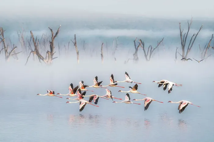 Framed Print : lesser flamingos (Phoeniconaias minor) in Lake Nakuru National Park, Kenya