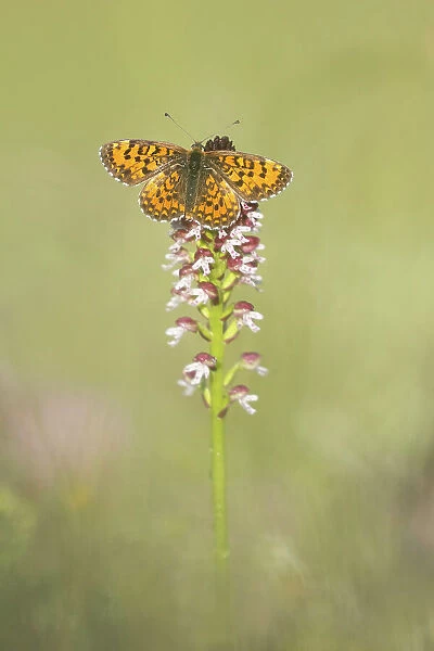 Lesser Spotted Fritillary (Melitaea trivia) warming itself on burnt orchid, Rhodope Mountains, Bulgaria