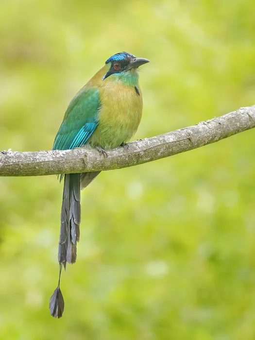 Framed Print : Lesson's Motmot (Momotus lessonii), Heredia Province, Cantón de Santo Domingo, Costa Rica Framed Print : Lesson's Motmot (Momotus lessonii), Heredia Province, Cantón de Santo Domingo, Costa Rica