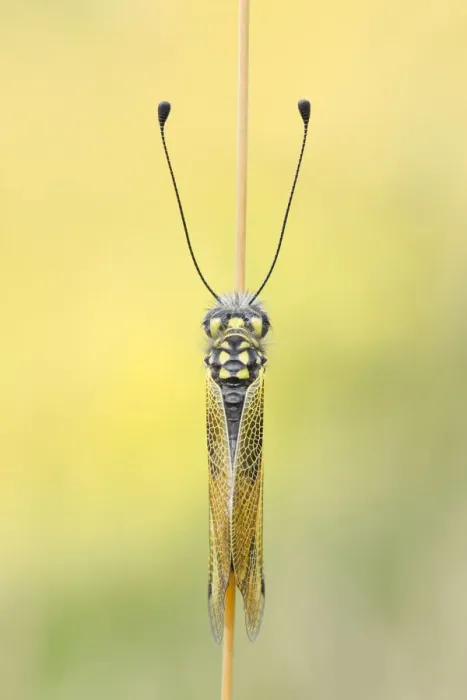 Framed Print : Libelloides longicornis, Vobbia, Liguria Framed Print : Libelloides longicornis, Vobbia, Liguria