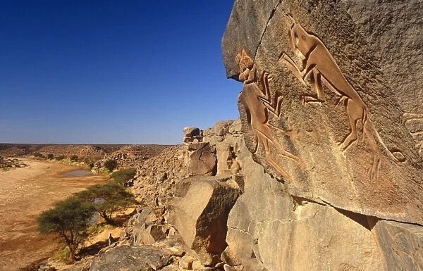 Libya, Fezzan, Messak Settafet. A petroglyph of felines, known as the dancing cats -stands by a ledge high above