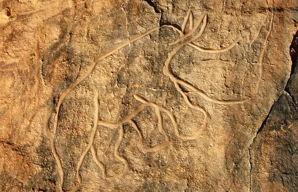 Libya, Fezzan, Messak Settafet. A petroglyph of a rhinoceros stands among the rocky outcrops of Wadi