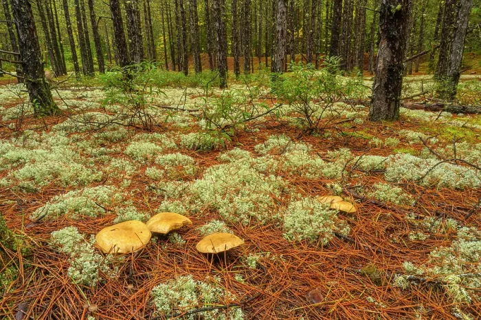 Framed Print : Lichen colonies in the understory of a spruce woodland, Algonquin Provincial Park, Ontario, Canada Framed Print : Lichen colonies in the understory of a spruce woodland, Algonquin Provincial Park, Ontario, Canada