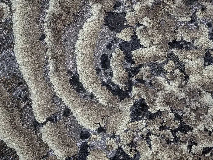 Framed Print : Lichen encrusted rock on the tundra in Nunavik, Quebec, Canada