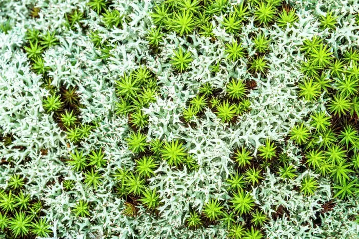 Framed Print : Lichen and Haircap Moss, Torrance Barrens, Muskoka, Ontario, Canada Framed Print : Lichen and Haircap Moss, Torrance Barrens, Muskoka, Ontario, Canada
