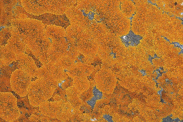 Lichen on Precambiran Shield rock Victoria Beach, Manitoba, Canada