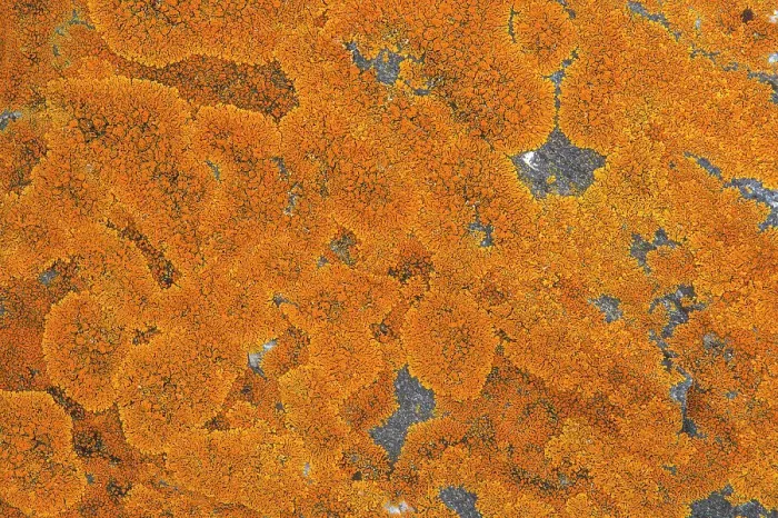 Framed Print : Lichen on Precambiran Shield rock Victoria Beach, Manitoba, Canada Framed Print : Lichen on Precambiran Shield rock Victoria Beach, Manitoba, Canada