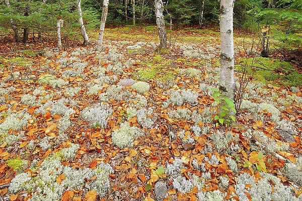 Lichens and fallen leaves on forest floor Ear Falls, Ontario, Canada
