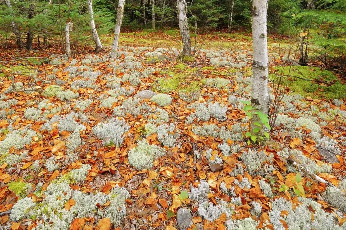 Framed Print : Lichens and fallen leaves on forest floor Ear Falls, Ontario, Canada Framed Print : Lichens and fallen leaves on forest floor Ear Falls, Ontario, Canada