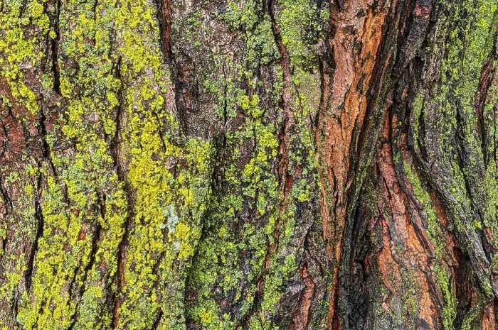 Framed Print : Lichens on maple tree (Acer sp.) Winnipeg, Manitoba, Canada Framed Print : Lichens on maple tree (Acer sp.) Winnipeg, Manitoba, Canada