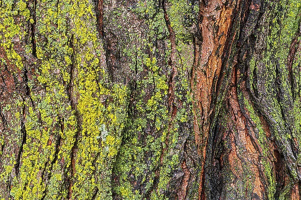 Lichens on maple tree (Acer sp.) Winnipeg, Manitoba, Canada