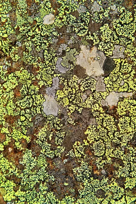 Framed Print : Lichens on a roch. Forest of S£o Lourenco in the Autumn. Manteigas, Serra da Estrela Nature Park. Portugal Framed Print : Lichens on a roch. Forest of S£o Lourenco in the Autumn. Manteigas, Serra da Estrela Nature Park. Portugal