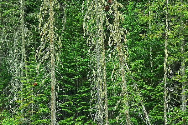 Lichens on trees in Inland temperate rain forest at edge of Keeny Lake. Mount Robson Provincial Park, British Columbia, Canada