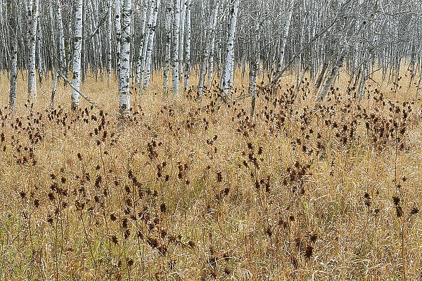 Licorice plant at edge of trembling aspen forest (Populus tremuloides). Seine River Forest, Winnipeg, Manitoba, Canada