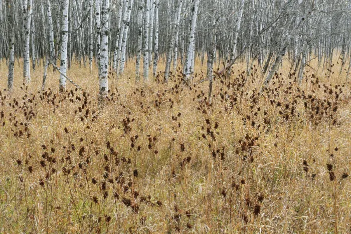 Framed Print : Licorice plant at edge of trembling aspen forest (Populus tremuloides). Seine River Forest, Winnipeg, Manitoba, Canada Framed Print : Licorice plant at edge of trembling aspen forest (Populus tremuloides). Seine River Forest, Winnipeg, Manitoba, Canada